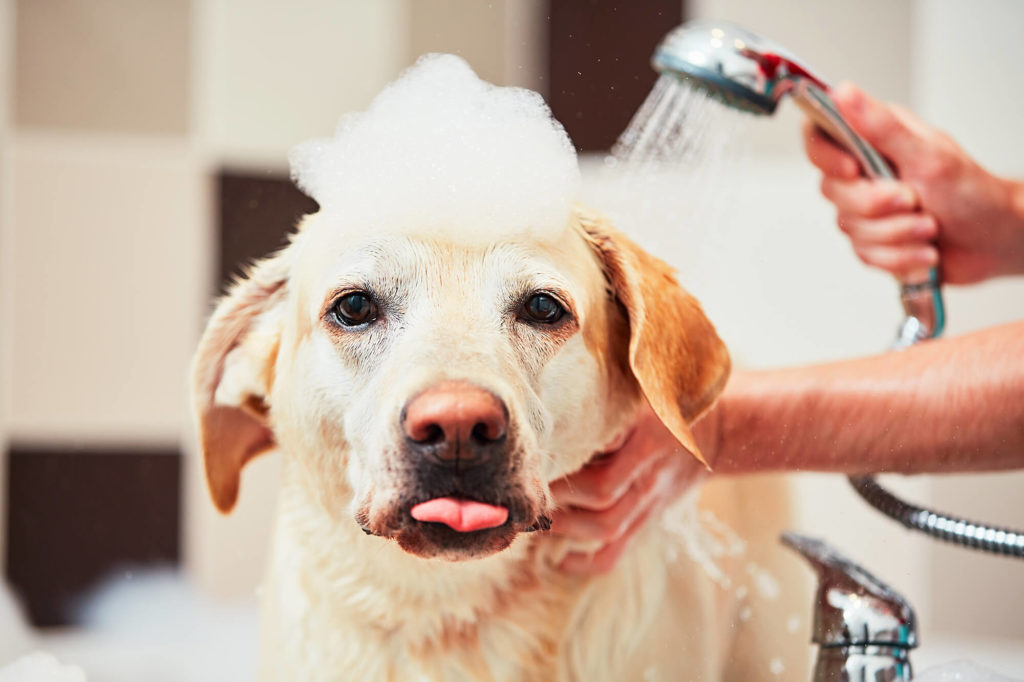 Pet dog grooming